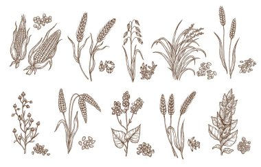 Cereal grain and plant isolated sketches of agriculture harvest and food vector design. Seeds of wheat, oat, barley and corn, rice, buckwheat, rye, quinoa and sorghum with ears, maize kernels and husk clipart