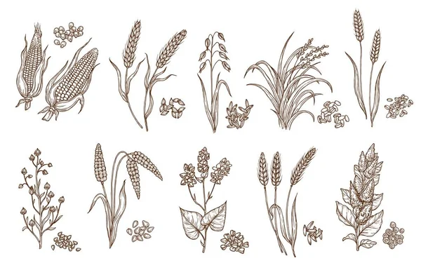 Cereal Grain Plant Isolated Sketches Agriculture Harvest Food Vector Design — Image vectorielle