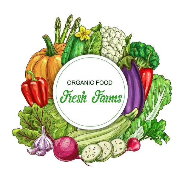 Banner Vector Vegetal Fresco Cosecha Granjas Jardines Alimentos Pimientos Coles — Vector de stock