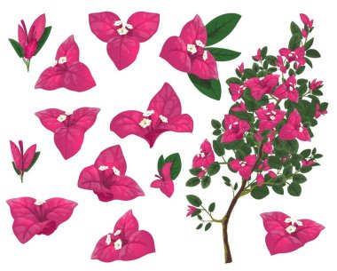 Meksika 'nın Bougainville bitkisi, izole vektör bougainvillea dalı, pembe çiçekler ve yeşil yapraklar. Egzotik Meksika çiçekleri, Peru ve Güney Amerika 'da yetişen bitkiler, gerçekçi 3D simgeler.