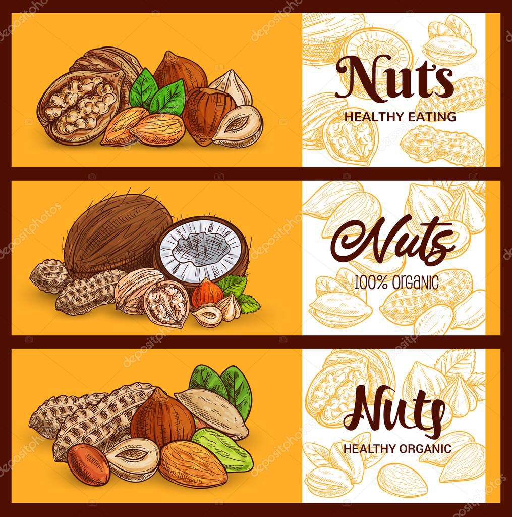 Nuts and cereals sketch banners, cashew, almonds, peanuts and pistachio seeds, vector. Vegetarian and vegan natural protein raw food coconut, hazelnut and walnut, muesli breakfast ingredients
