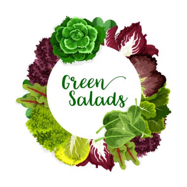 Yeşillik ve marul salatası sebze, vektör çiftliği ve sebzeler. Vektör Yeşil ıspanak ve bok çuvalı, Çin lahanası ve fesleğeni, radicchio ve mısır salatası, su teresi ve batavya, roka ve pazı.