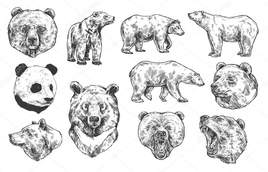 Grizzly bear and panda vector sketches, isolated icons set. Heads of predatory animals. Wild polar and Asian black bears with angry muzzles, open mouth and sharp teeth. Engraved monochrome sketches