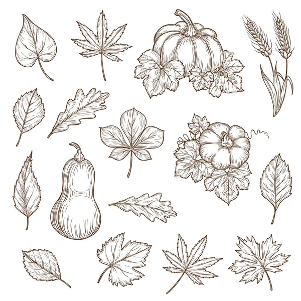 Hojas Otoño Calabazas Aislados Iconos Bocetos Vectoriales Conjunto Follaje Otoño — Vector de stock