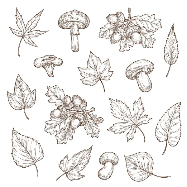 秋の葉 キノコ アコーンのベクトルスケッチアイコン カエデ オーク ヤナギ ポプラの秋の木の葉を設定します アグリのキノコの彫刻手描きの要素 — ストックベクタ