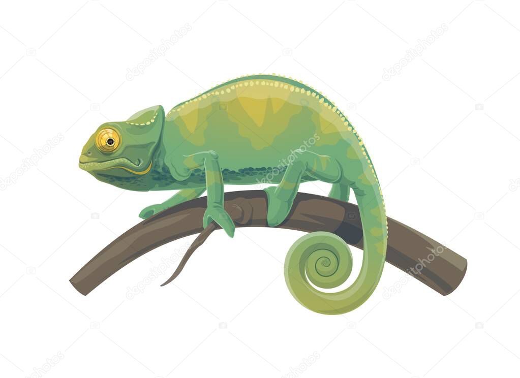 Chameleon lizard vector design of tropical animal. Green reptile with curved tail walking on branch of jungle tree or Madagascar rainforest palm, exotic nature and zoo mascot