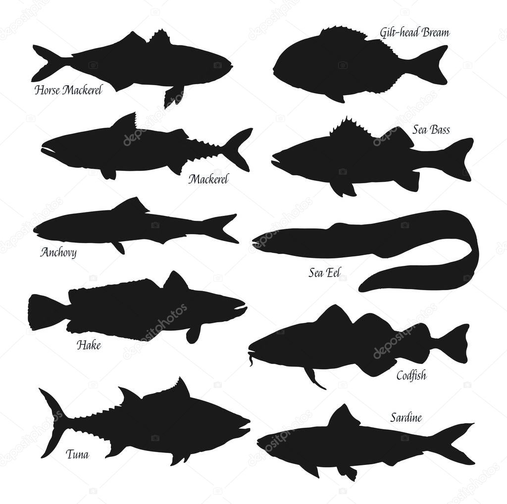 Fish black silhouettes. Sea animals horse mackerel, gilt-head bream or sea bass and anchovy, ocean eel, tuna, hake, codfish and sardine. Fishes types, fishing sport isolated vector objects