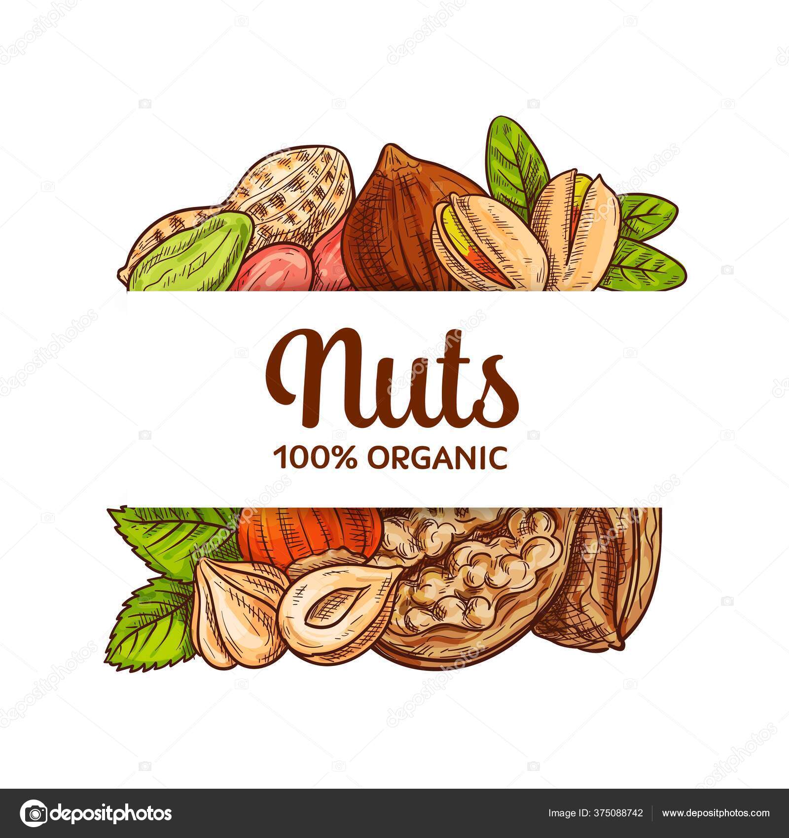 Commercial Coffee Bean Pine Nut Hazelnut Groundnut Walnut Nuts