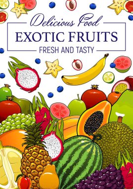 Taze tropikal meyveler. Vector ananas, muz ya da üzüm, nar, armut ya da durian, karpuz, papaya, tutku ve ejderha meyvesi. Lychee ve kivi, carambola ve mangosteen tropikal meyveler