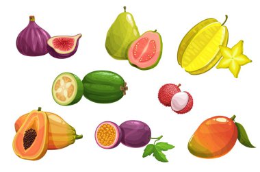 Tropikal meyveler, incir, karambola ve papaya, mango, guava ve çarkıfelek meyvesi, feijoa ve liçi. Egzotik tropik taze meyve çeşitleri, meyve bahçesi, tarım pazarı yapım izole çizgi film ikonları.