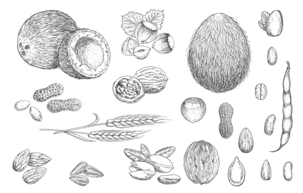 Croquis Vectoriels Noix Haricots Graines Céréales Noix Coco Noisette Arachide — Image vectorielle