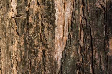 Ağaç kabuğu arka plan ve doku 