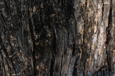 Ağaç kabuğu arka plan ve doku 