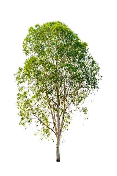 Beyaz arkaplanda izole edilmiş ağaç.
