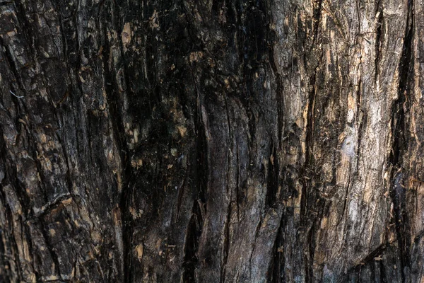 Ağaç kabuğu arka plan ve doku 