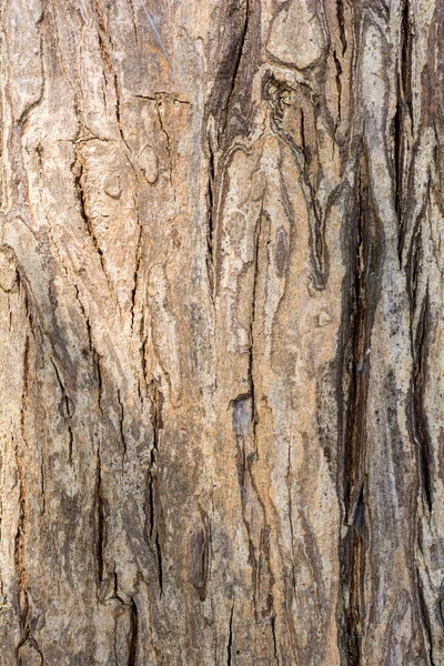 Ağaç kabuğu arka plan ve doku 