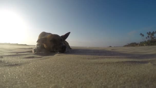 Dog relaxing on the beach 2 — Stock Video