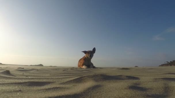 Perro relajante en la playa — Vídeo de stock