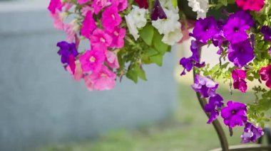 Esintiyle pembe çiçekler