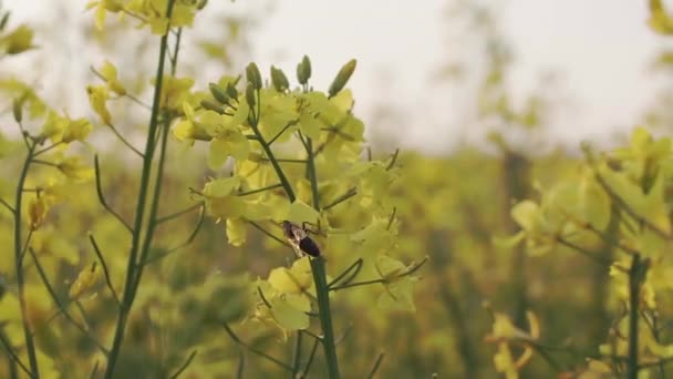 Una abeja cosecha néctar en una flor de colza amarilla — Vídeo de stock