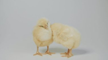 Beyaz arka plan üzerinde duran küçük tavuk