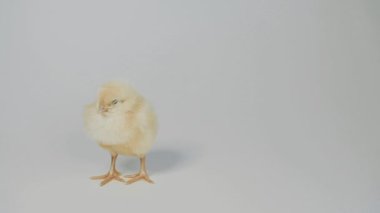 Beyaz arka plan üzerinde duran küçük tavuk