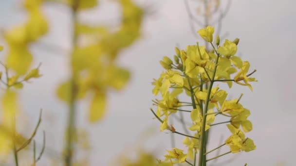 Blumen über Rapsfeld — Stockvideo