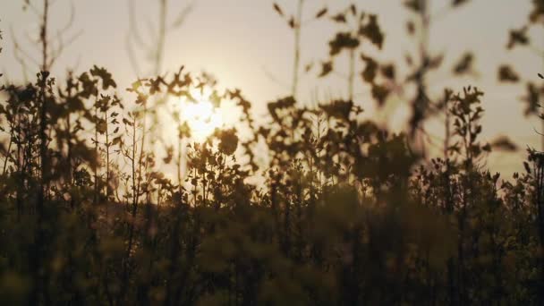 Rapsblüten in Nahaufnahme bei Sonnenuntergang — Stockvideo