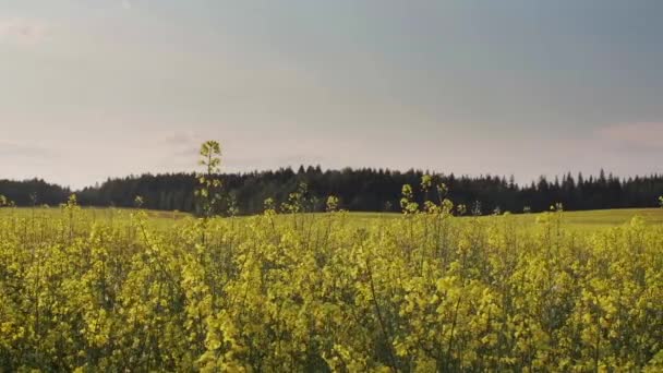 Rzepakowego pola i lasu na Slidecamera horyzont — Wideo stockowe