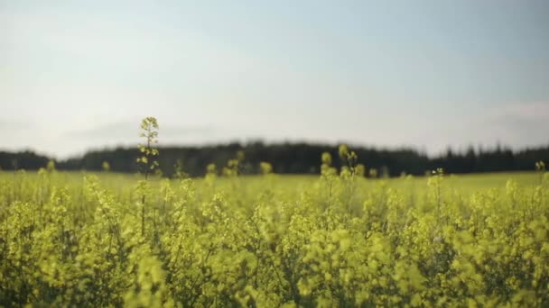 Champ de colza et forêt à l'horizon Slidecamera 