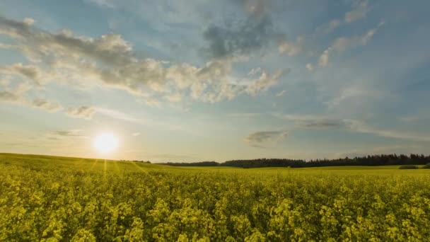 Coucher de soleil sur le champ de colza jaune — Video