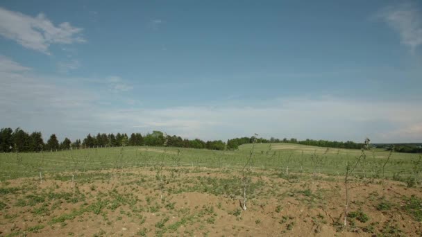 Campo de plántulas de manzanos jóvenes — Vídeos de Stock