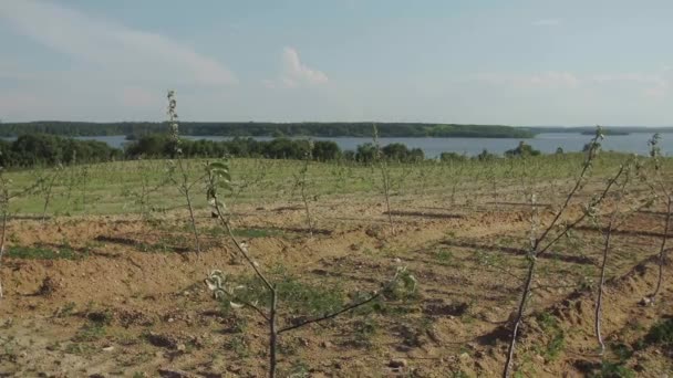 Junge Apfelbäume Setzlinge Feld — Stockvideo