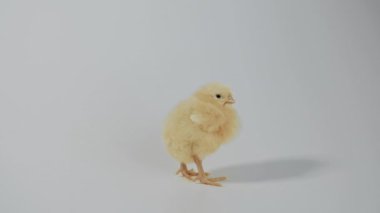 Beyaz arka plan üzerinde duran küçük tavuk