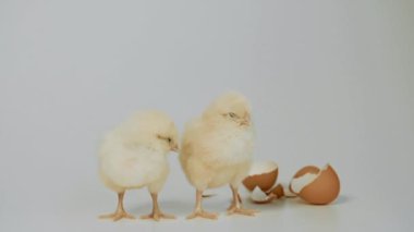 Beyaz arka plan üzerinde duran küçük tavuk