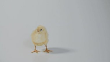 Beyaz arka plan üzerinde duran küçük tavuk