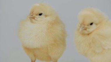 Küçük tavuk üzerinde beyaz ayakta Closeup arka plan