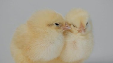 Küçük tavuk üzerinde beyaz ayakta Closeup arka plan