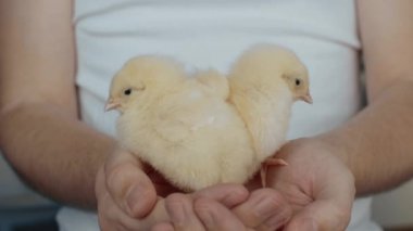 Ellerinde küçük tavuk