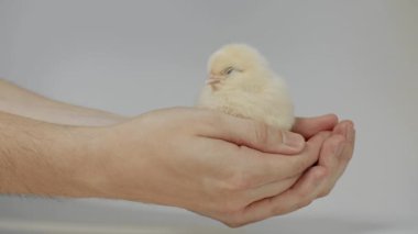 Ellerinde küçük tavuk