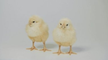 Beyaz arka plan üzerinde duran küçük tavuk