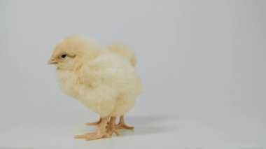 Beyaz arka plan üzerinde duran küçük tavuk