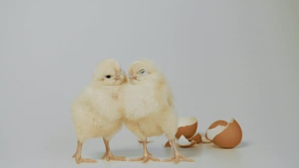 Beyaz arka plan üzerinde duran küçük tavuk — Stok video