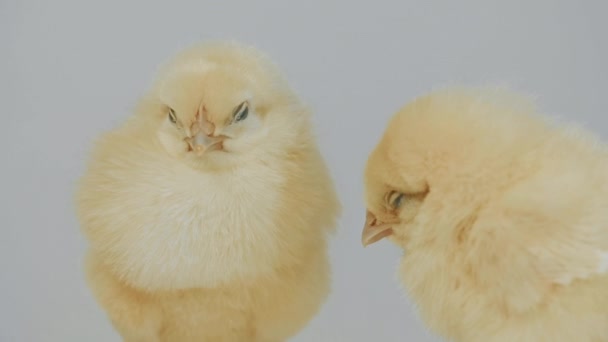 Piccoli polli in piedi sullo sfondo bianco Primo piano — Video Stock