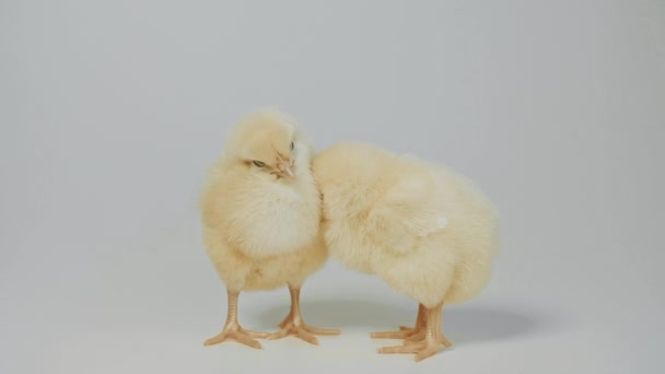 Kleine Hühner auf weißem Hintergrund — Stockvideo