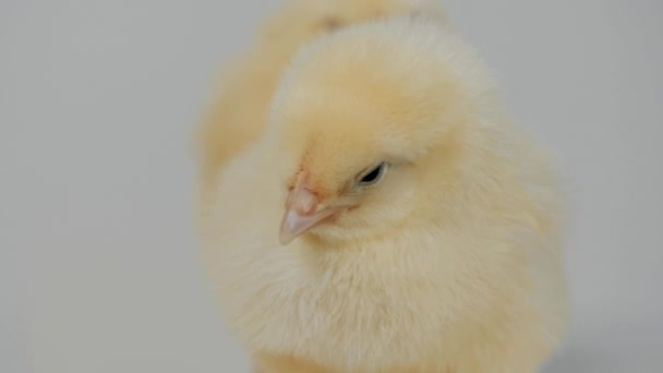 Kleine Hühner stehen auf dem weißen Hintergrund Nahaufnahme — Stockvideo