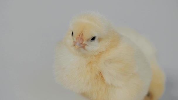 Kleine Hühner stehen auf dem weißen Hintergrund Nahaufnahme — Stockvideo