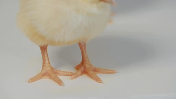Little kurczaki stojąc na białe tło zbliżenie — Wideo stockowe