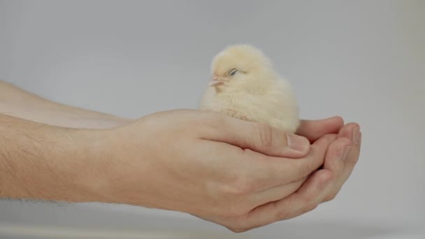 Kleines Huhn in der Hand — Stockvideo