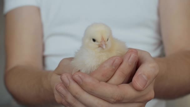 Pollito en las manos — Vídeos de Stock